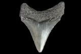 Serrated, Juvenile Megalodon Tooth - Georgia #99170-1